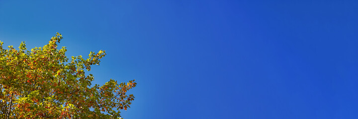 Fototapeta na wymiar 紅葉し始めたユリノキの枝葉と青空　横長