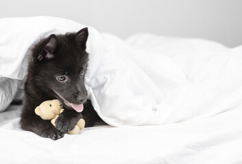 Cute  black schipperke puppy lies under warm blanket on the bed and embraces toy bear. Empty space for text