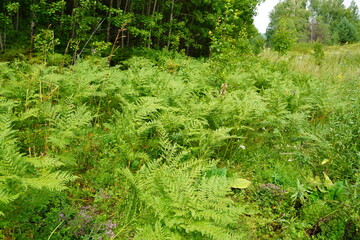 Go green. Green fern tree growing in summer. Fern with green leaves on natural background. Green is the color of spring and hope. Texture backdrop. Wild nature jungles forest