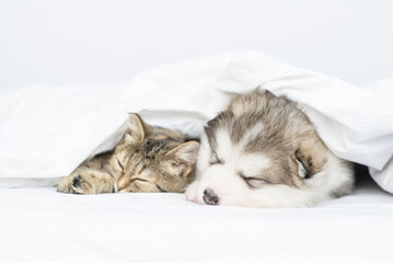 Malamute puppy lies in an embrace with a cat under a white blanket at home on the bed