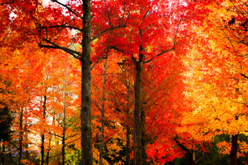momiji in autumn
