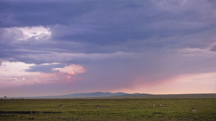 Fototapeta premium Sunset in Kenya. The clouds are colored purple and pink. Impala antelopes graze on the green grass of the savannah. The outlines of the mountains are visible in the distance. Masai Mara park.