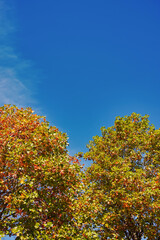 Naklejka premium 紅葉し始めた二本のユリノキと青空 縦長