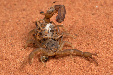 Scorpion brings babies on her back

