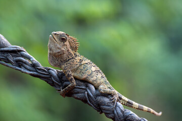 Forest dragon ( Gonocephalus chamaeleontinus ) in their habitat