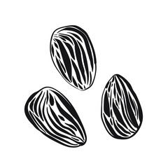group of nuts almonds isolated vector