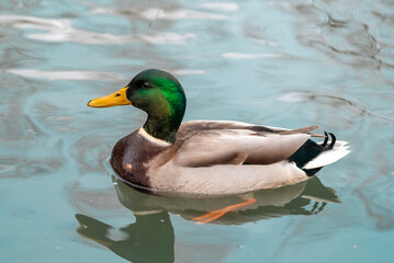 Portrait of a wild duck male floating on the lake