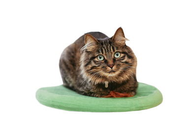 Beautiful cute orange-brown cat, looking directly into the camera. Beautiful pet cat lies on a salad bed. The lying cat is isolated on a white background. The cat is an overlay for Photoshop.