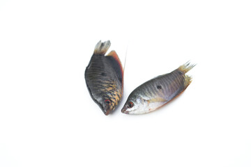 Trichopodus on white background.Gouramis, Gouramis