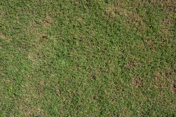 green grass background