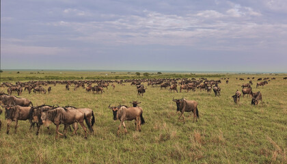 Great animal migration in Kenya. Many wildebeests graze on the green grass of the endless savannah. There are clouds in the sky. Masai Mara park.
