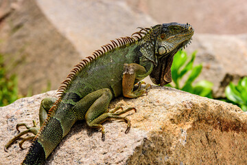 Green lizards iguana. Wildlife reptile in Florida. Iguana dragon close up.