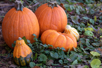 pumpkin on the ground