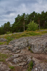 Deciduous and coniferous forest in which grass grows. The forest is located on the hills. Visible stones, roots, needles on the ground, ravines. The sun shines through the branches. Russia, nature