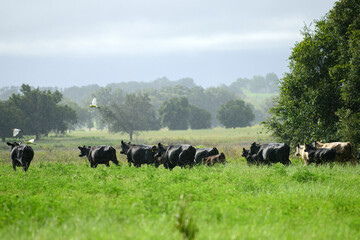 Fototapeta premium Cow in the field. Rural cows graze on a green meadow.
