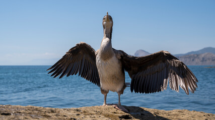 a cormorant bird with its wings spread stands on a rock by the sea
