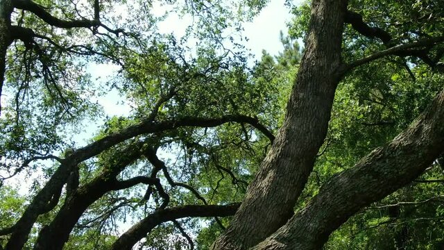 Oak trees in South Georgia