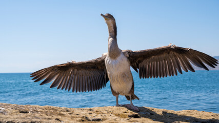 a cormorant bird with its wings spread stands on a rock by the sea