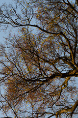 Maple trees with yellow foliage against the blue sky in the autumn Park. Leaf fall season. Bare bark and branches of trees without leaves.