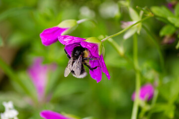 Fluffy bumblebee collects pollen on purple meadow Geranium pratense flowers

