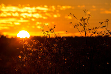 Red light illuminated wild field during sunset, evening background
