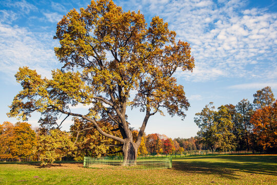 A centuries-old oak tree in the Silver Meadow. Palace Park. Gatchina. Leningrad region. Russia