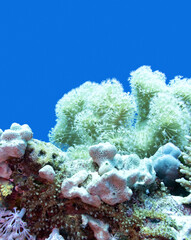 Naklejka na ściany i meble Colorful coral reef at the bottom of tropical sea, Sarcophyton coral known as leather coral and sea sponge; underwater landscape