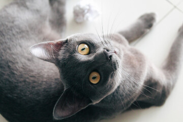 Russian blue