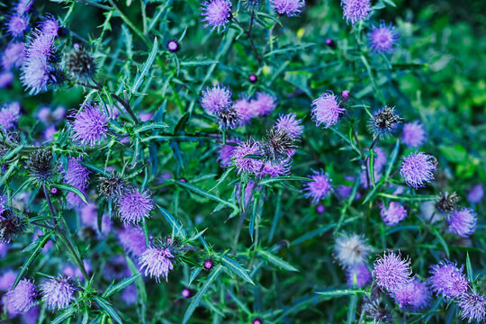 ムラサキナズナ の画像 4 件の Stock 写真 ベクターおよびビデオ Adobe Stock