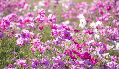 Obraz premium 秋の花 コスモスのピンク色の花畑