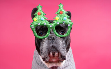 Gorgeous French bulldog dog with festive glasses 2021. Happy new year