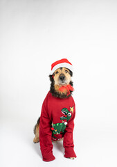 dog in a red sweater and reindeer antlers on white background