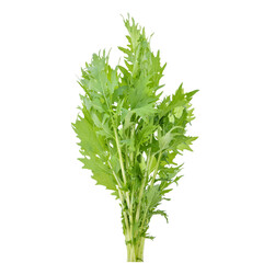 Mizuna lettuce isolated on white background