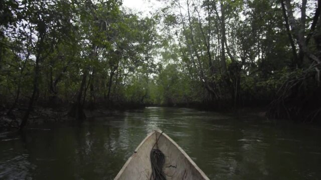 Wooden canoe moving slow through a river inside the jungle in the Colombian Amazon full of mangroves trees