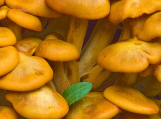 479-90 Jack O'Lantern Mushrooms