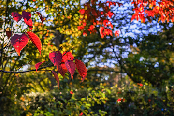 Obraz na płótnie Canvas 午後の木漏れ日の透過光で赤みが増した紅葉した木の葉