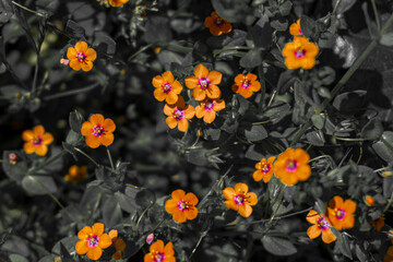 Fototapeta premium little orange flowers with color isolated