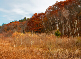 Fototapeta premium 480-53 Governor Dodge State Park Fall Forest