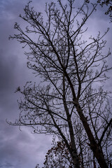 silhouette of a barren tree in late autumn.