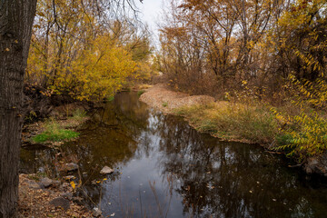 autumn in the forest