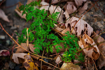 Surrounded by dried fall leaves, a small green plant thrives in late autumn.