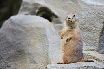 オグロプレーリードッグ