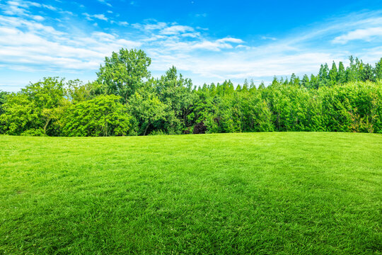 Green natural view of Green grass meadow field in public park with blurry image green trees and blue sky in background.
