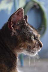 a stray cat who is unwell due to scabies
