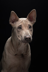 nice dog on a black background. portrait Thai ridgeback in studio