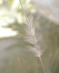 photo of artistic white flowers in the garden