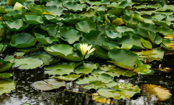 Close up image of Green lotus leaves with white flower floating at the pond