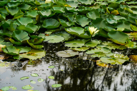 Close up image of Green lotus flower leaf floating at the pond