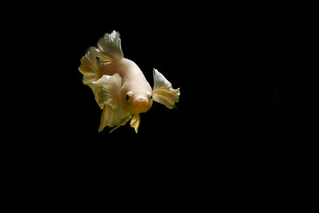 Gold color betta fish background with copy space