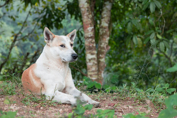 Dog sitting at the park